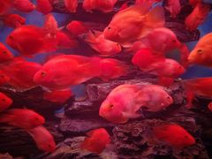 -多彩贵州城极地海洋世界