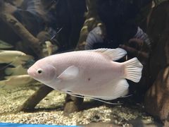 -合肥海洋世界