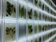 -广东中医药博物馆