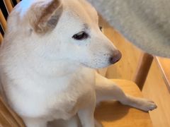 -柴の食堂·日式家庭料理·熊之肆(大学路店)