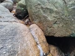 -火炉山森林公园