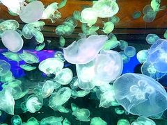 -华夏文旅海洋公园