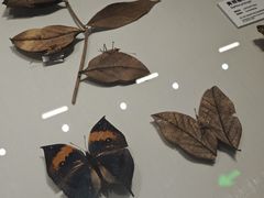 -四川大学博物馆