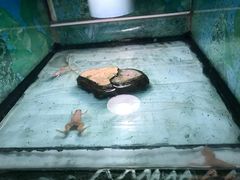 -上海大自然野生昆虫馆(东方明珠·爬宠昆虫探索中心)