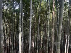 -上海佘山国家森林公园天马山园