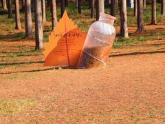 -黄海国家森林公园