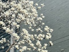 -同济大学(嘉定校区)