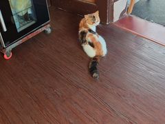 -猫岛主趣味餐厅(鼓浪屿店)