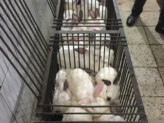-温江公平红烧兔(总店)