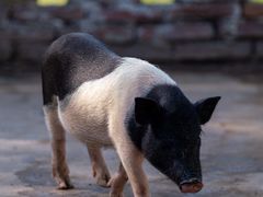 -金稼园·金平湖农家菜