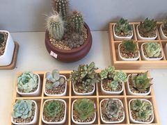 -金陵花卉交易市场