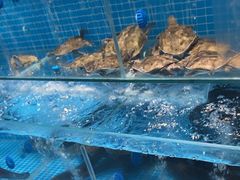 -山海•蒸汽活海鲜自助(皇庭广场店)