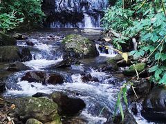 -莫里热带雨林景区