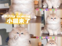 -小猫来了·猫舍(红山六九七九店)