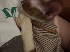 -momokira米努特·德文卷毛猫·棉花面纱犬