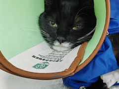 -小伙伴宠物医院•急重症转诊中心·老年专科·犬猫全科(北大街总院)