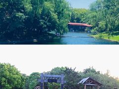 -上海共青森林公园