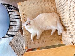 -喵屿·大理花园猫咖