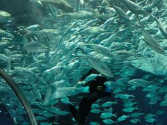 -上海海洋水族馆