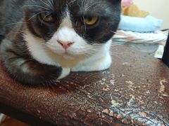 -李小姐の猫咖啡馆(五角场店)