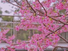 -狐尾山公园