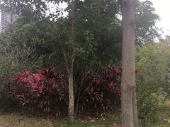 -福田红树林生态公园