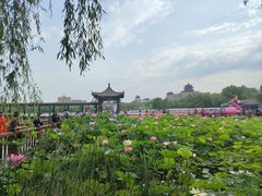 -莲花池公园