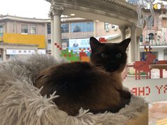-猫力发电所·宠物专门店