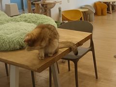 -有喵·猫咖·狗咖·30几只猫10只小狗(岗厦店)