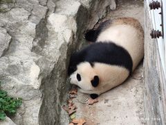 -上海野生动物园