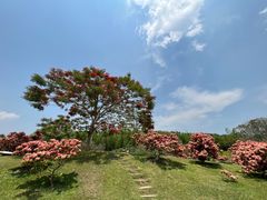 -中国科学院西双版纳热带植物园