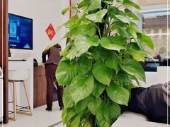 -招商银行(上海常德支行)