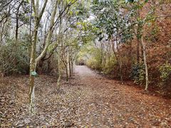 -上海海湾国家森林公园