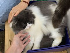 -李小姐の猫咖啡馆(五角场店)