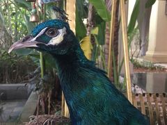 -西双版纳融创皇冠假日度假酒店