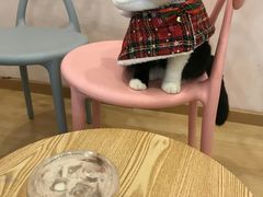-猫咪派对(江南西店)