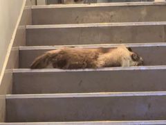 -白兔子密室(长寿路店)