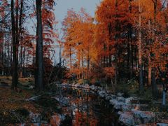 -上海共青森林公园