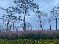 -芒洲湿地公园