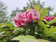 -莲花池公园
