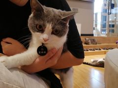 -啵啵喵·猫咖(攀华国际店)