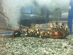 -Isla Sugbu Seafood City