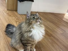 -COLOR PETS 撸猫馆·购猫·猫咖(长风大悦城店)