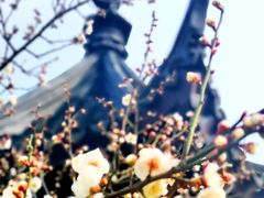 -香雪海
