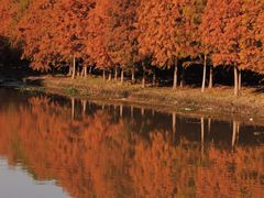 -上海海湾国家森林公园