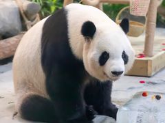 -灵玲国际马戏城