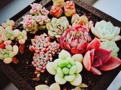 -双季花艺园艺市场(浦东店)