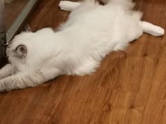 -绒爪撸猫下午茶·猫咖