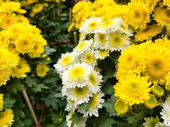 -越秀西湖花市(广州城市广场花卉店)