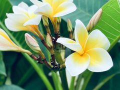 -东莞植物园